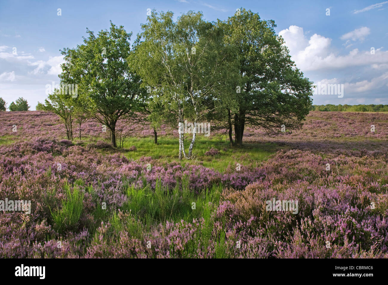 Heather flowering in purple heathland at the Hoge Kempen National Park, Belgium Stock Photo