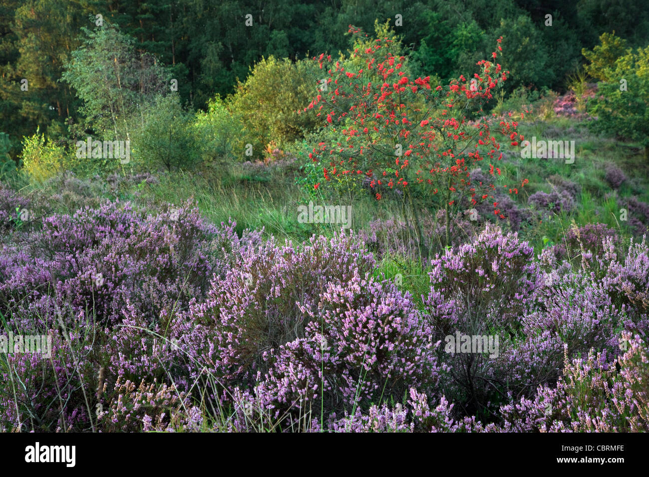 Rowan carrying red berries and heather flowering in purple heathland at the Hoge Kempen National Park, Belgium Stock Photo