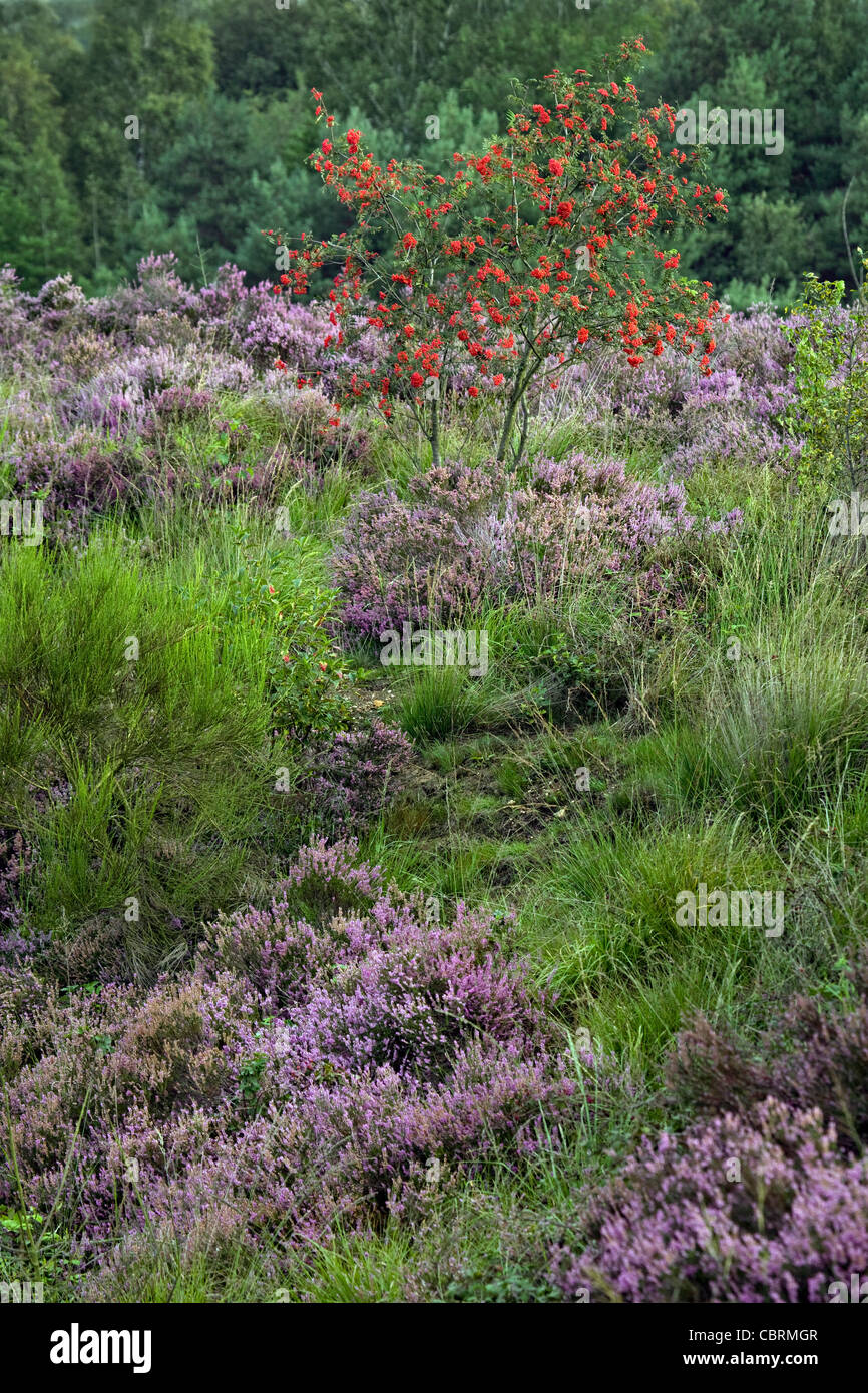 Rowan carrying red berries and heather flowering in purple heathland at the Hoge Kempen National Park, Belgium Stock Photo