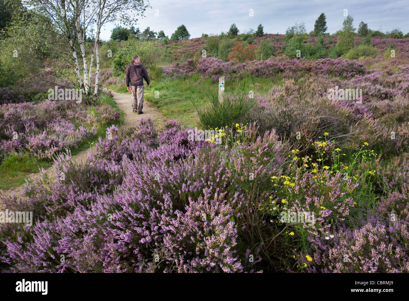 Walker walking along path among heather flowering in purple heathland at the Hoge Kempen National Park, Belgium Stock Photo