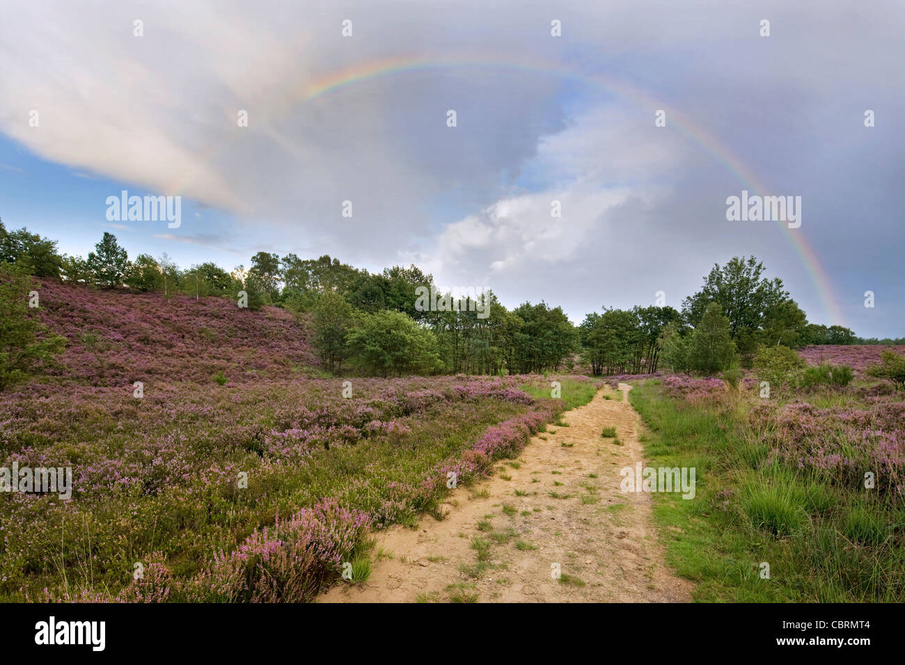 Rainbow and heather flowering in purple heathland at the Hoge Kempen National Park, Belgium Stock Photo