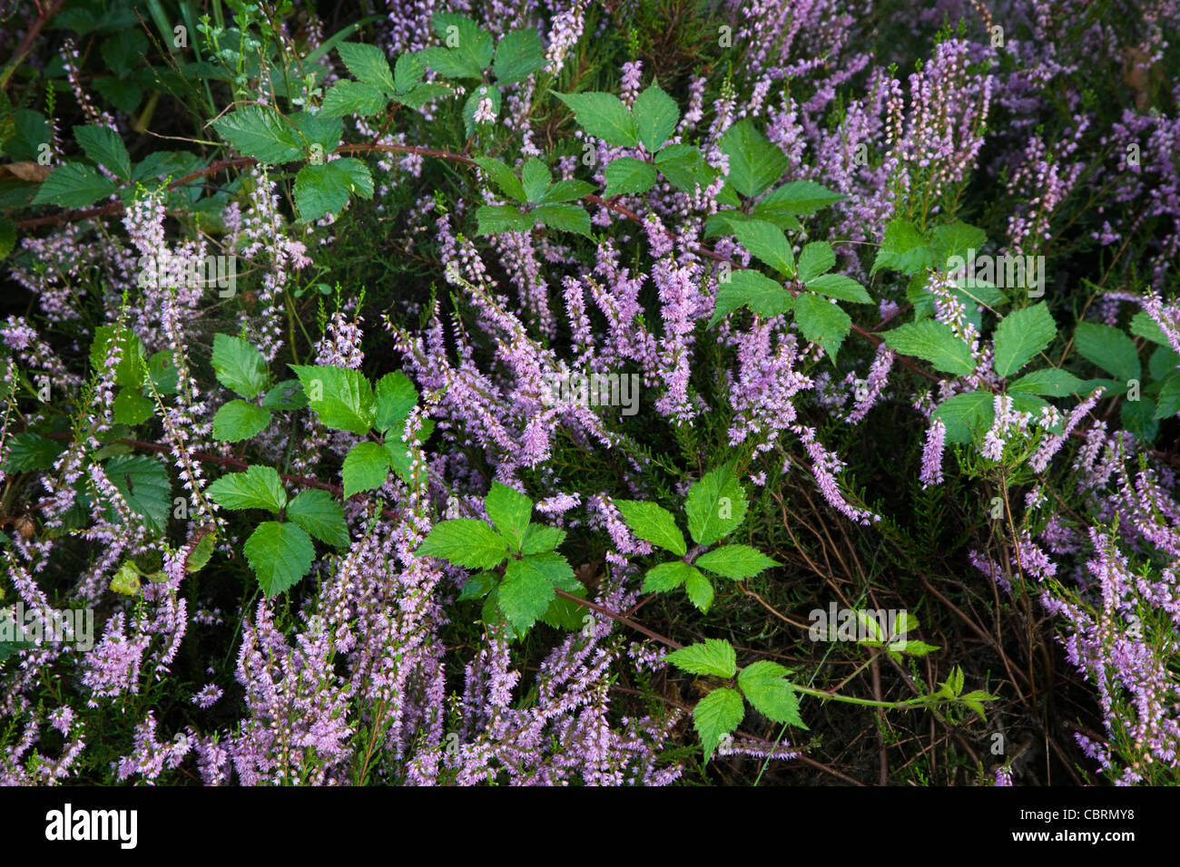 Blackberry bush and heather flowering in heathland at the Hoge Kempen National Park, Belgium Stock Photo