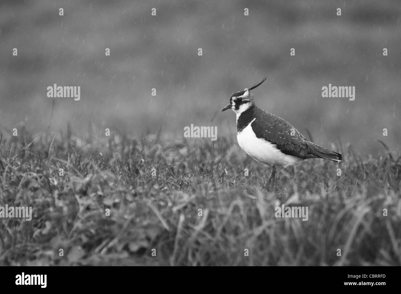 Raindrops falling on lapwing Stock Photo