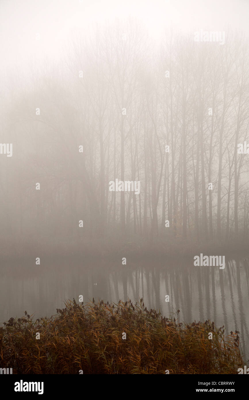 Misty landscape with pool and trees, Poederoijen, Holland Stock Photo