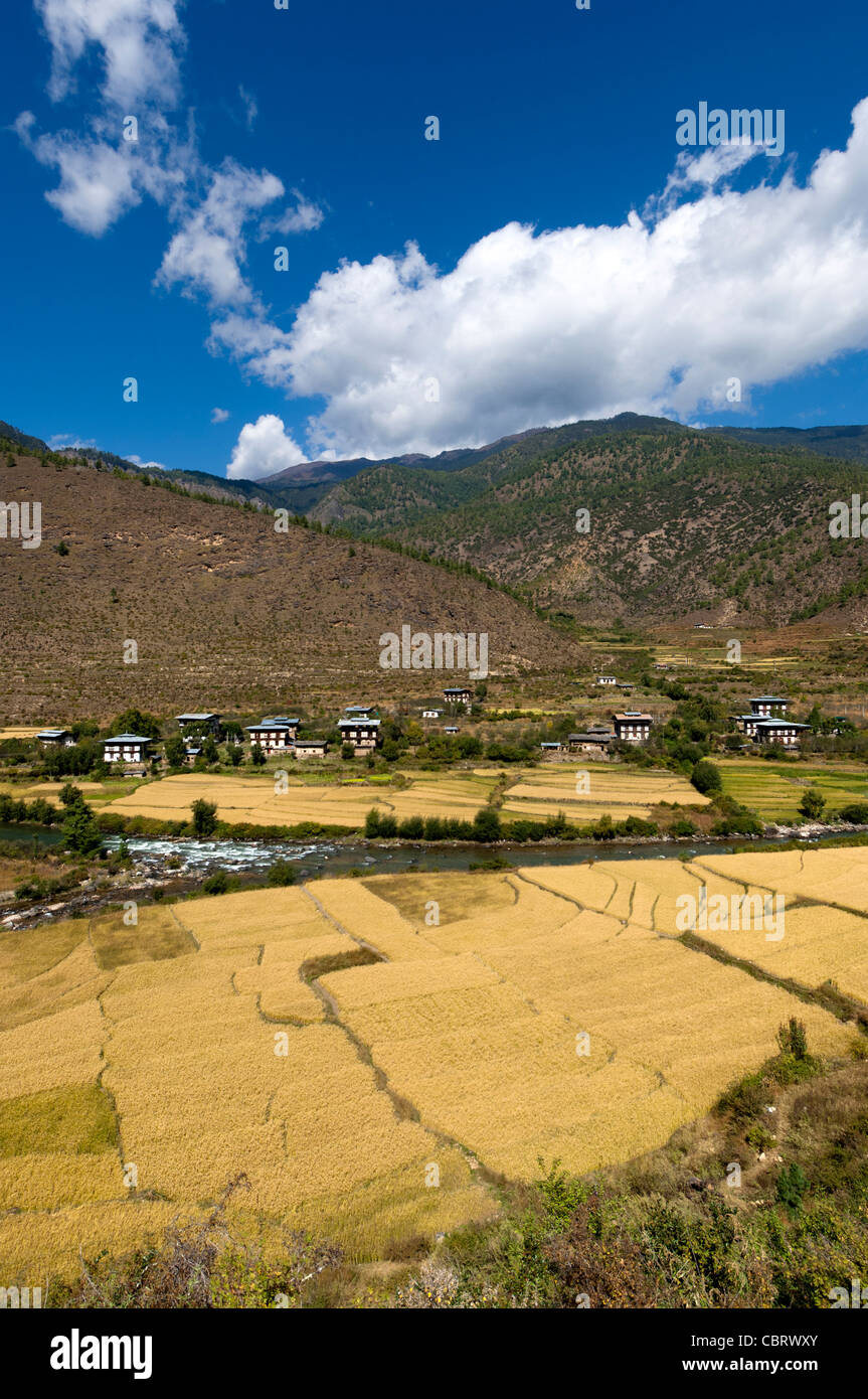 Landscape with paddy rice fields in the Paro valley, Bhutan Stock Photo