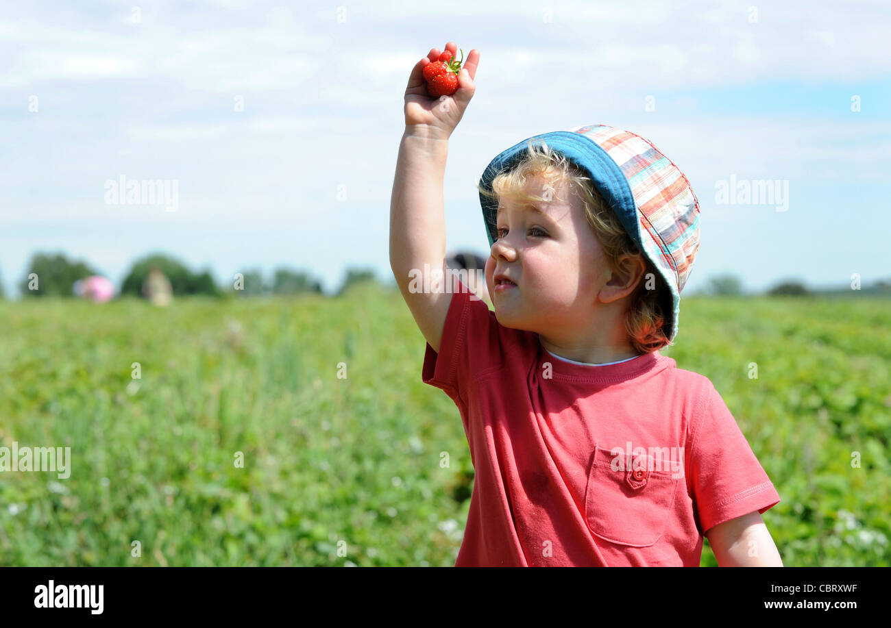 Child picking strawberries at farm in Shropshire England Uk Stock Photo ...