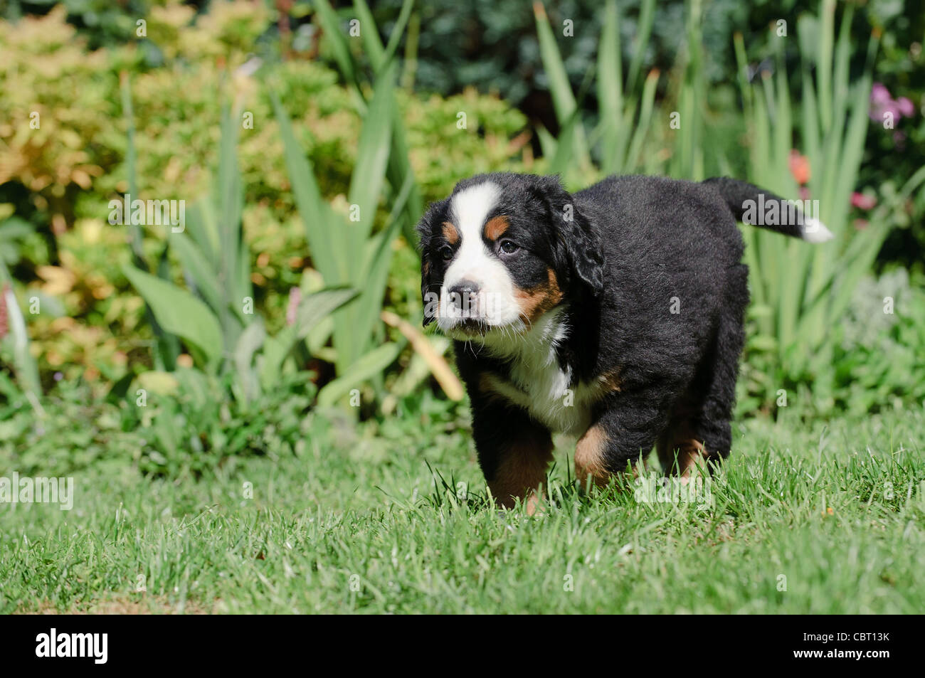 Bernese Mountain Dog puppy portrait in garden Stock Photo Alamy
