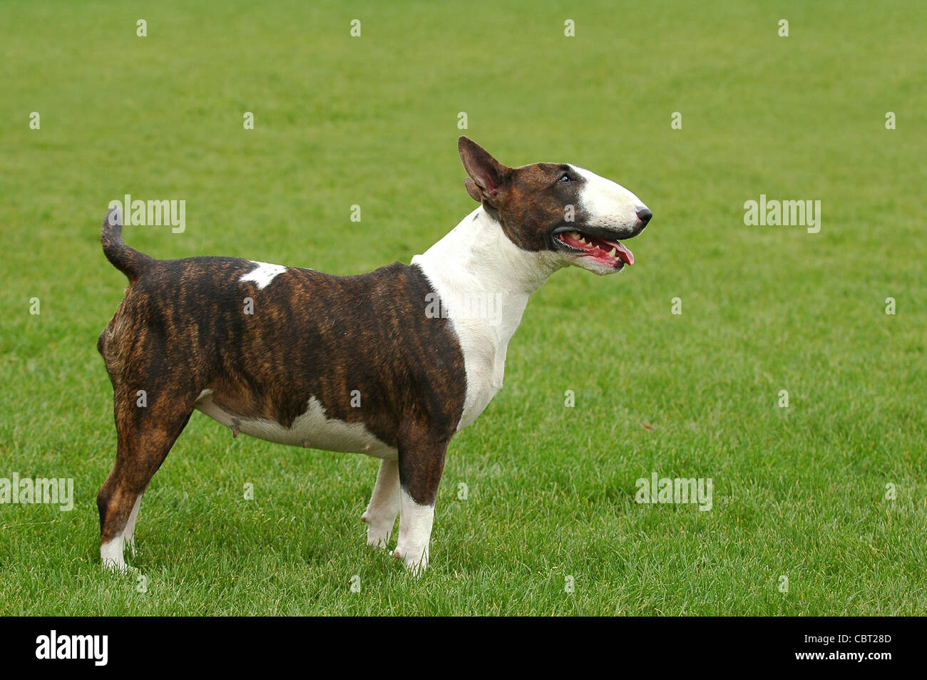 Bullterrier head hi-res stock photography and images - Alamy