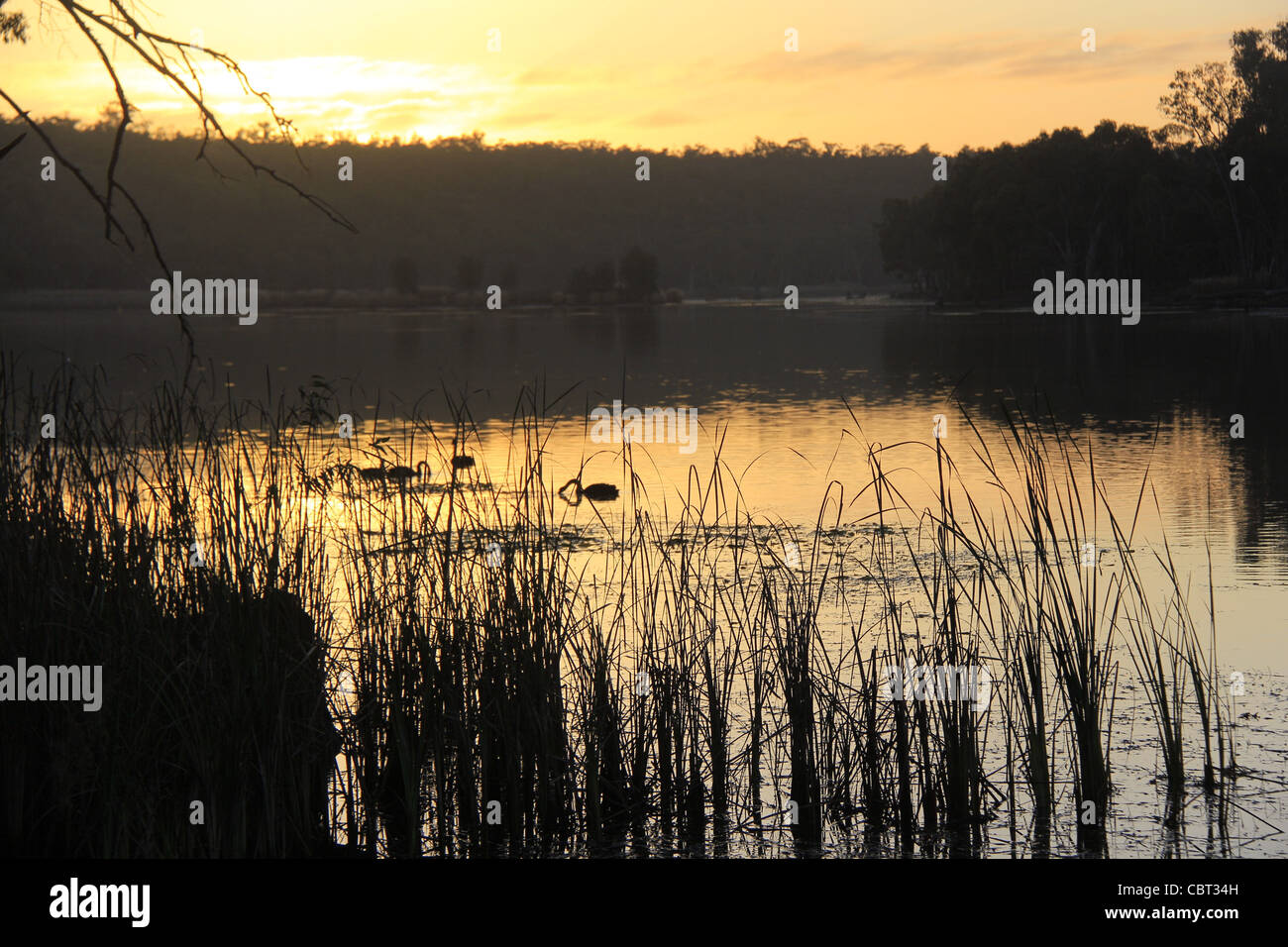 Black swans lake sunrise scenic tranquil water Stock Photo