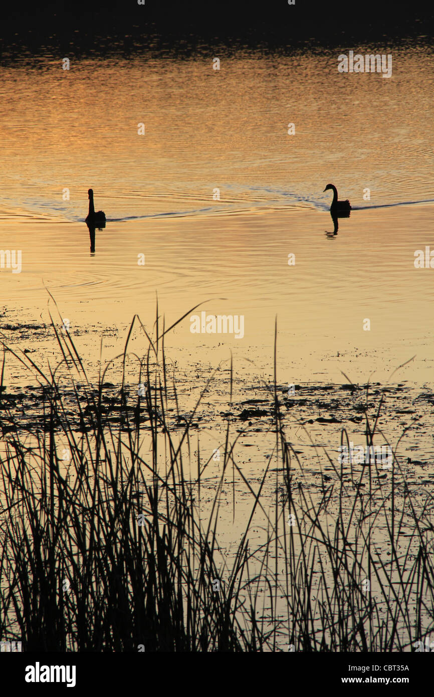 Swans at sunrise Stock Photo