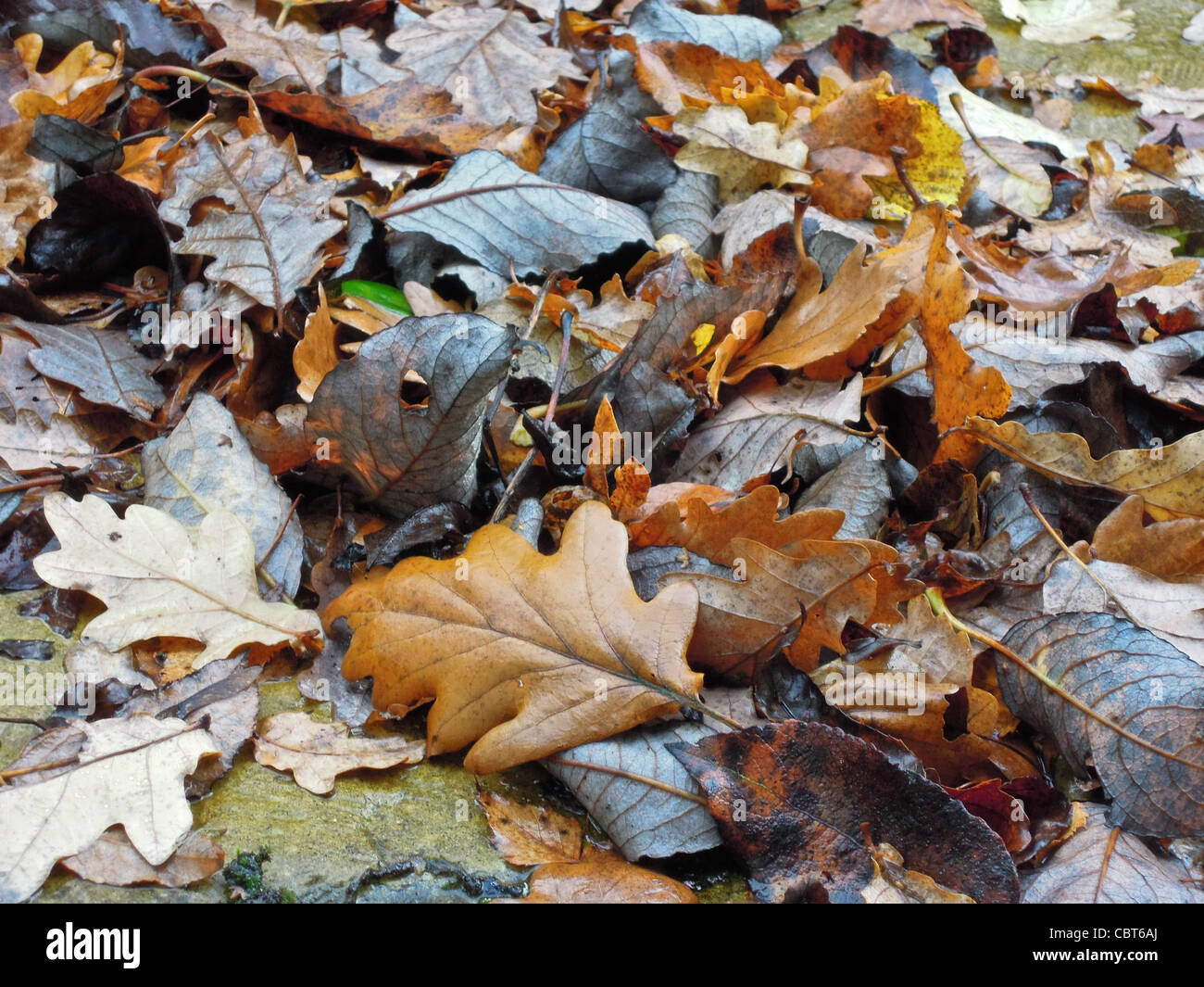 Fallen oak leaves hi-res stock photography and images - Alamy
