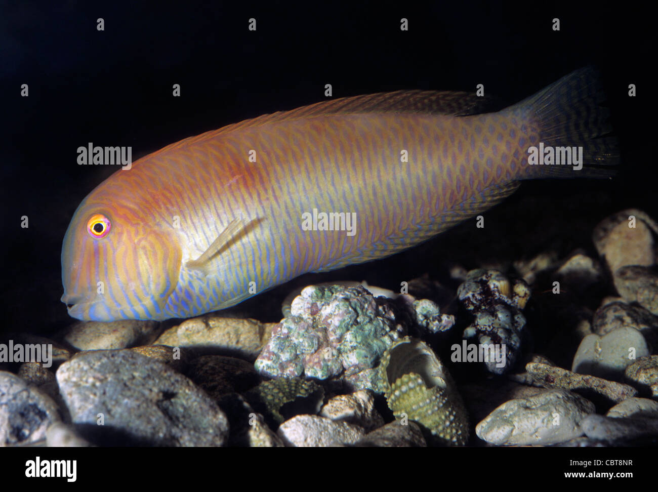 Cleaver wrasse or Pearly razorfish Xyrichtys novacula, Labridae ...