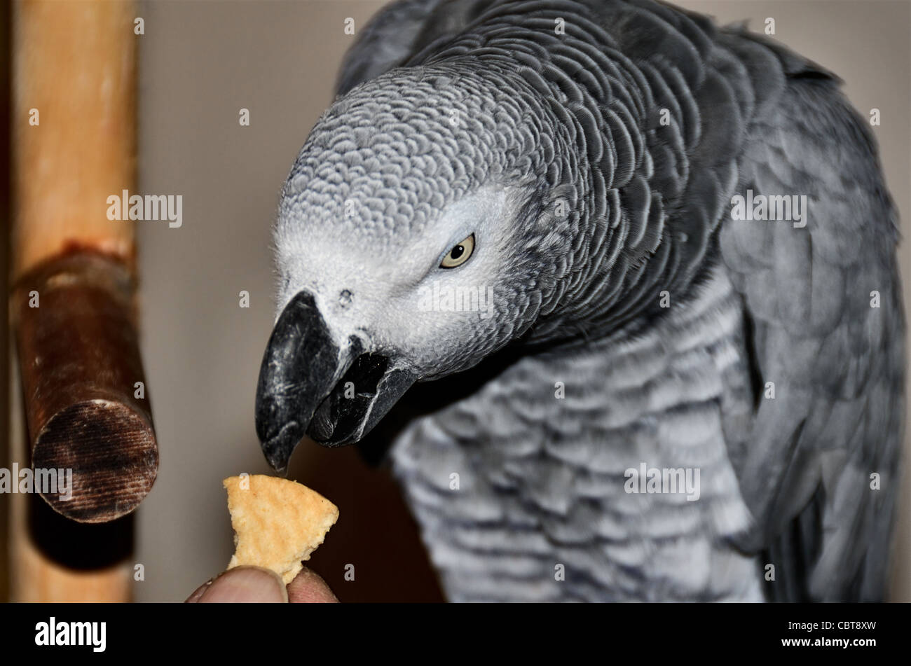 Parrot eating cracker hires stock photography and images Alamy