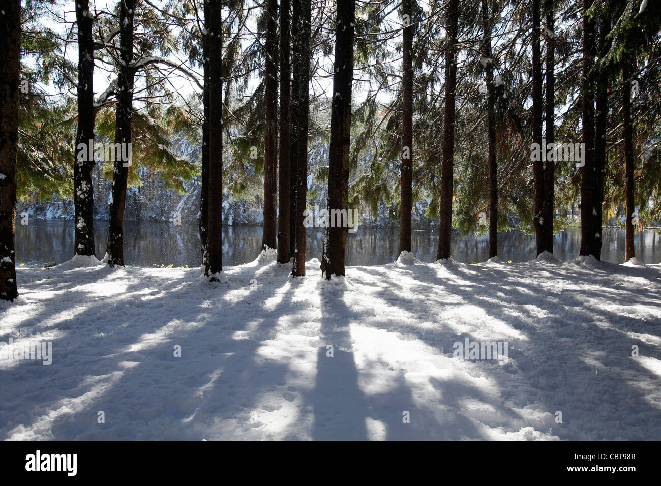 Fir trees snow Berkshires, Massachusetts Stock Photo
