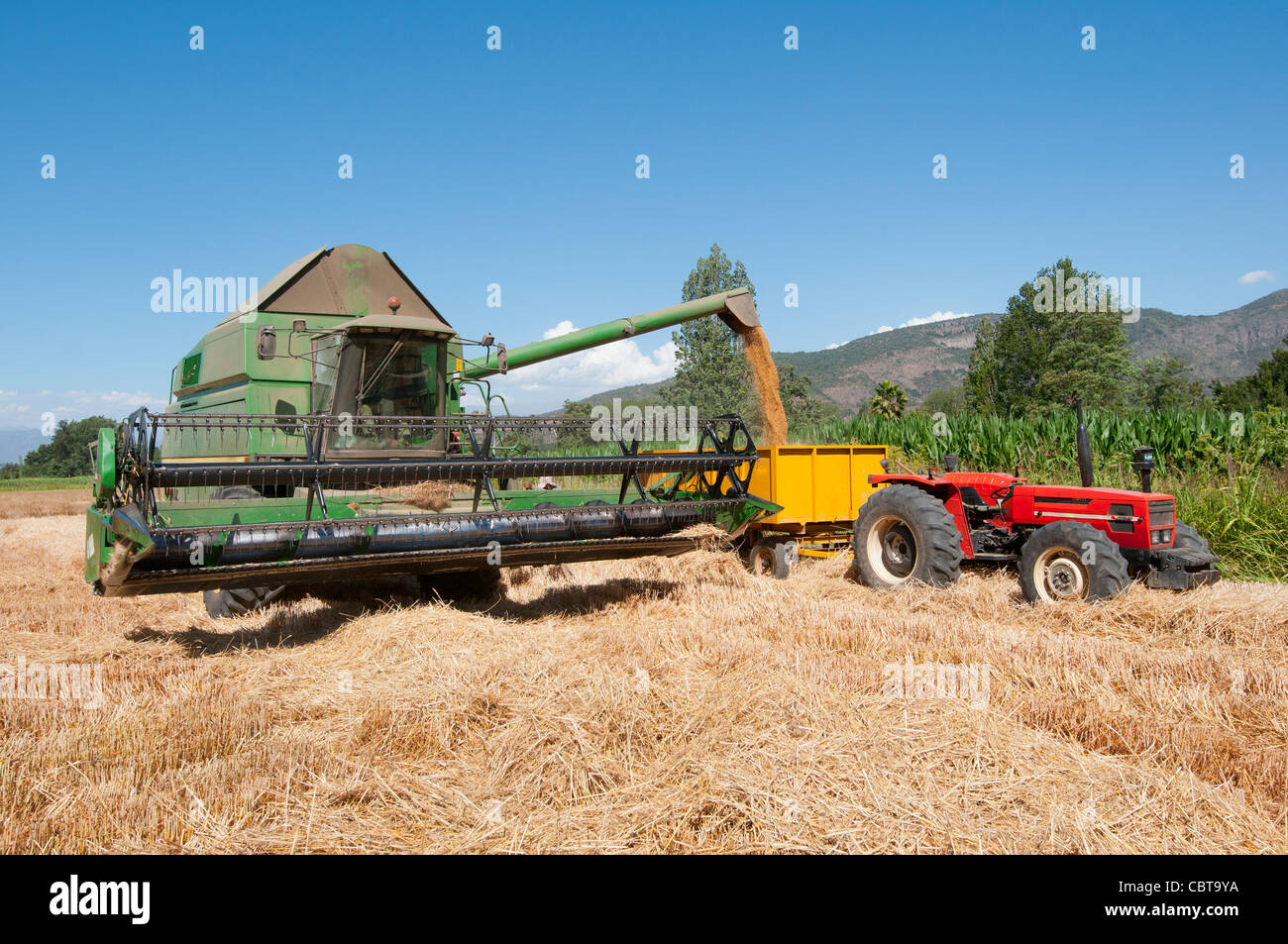 wheat harvesting machine in full work Stock Photo Alamy