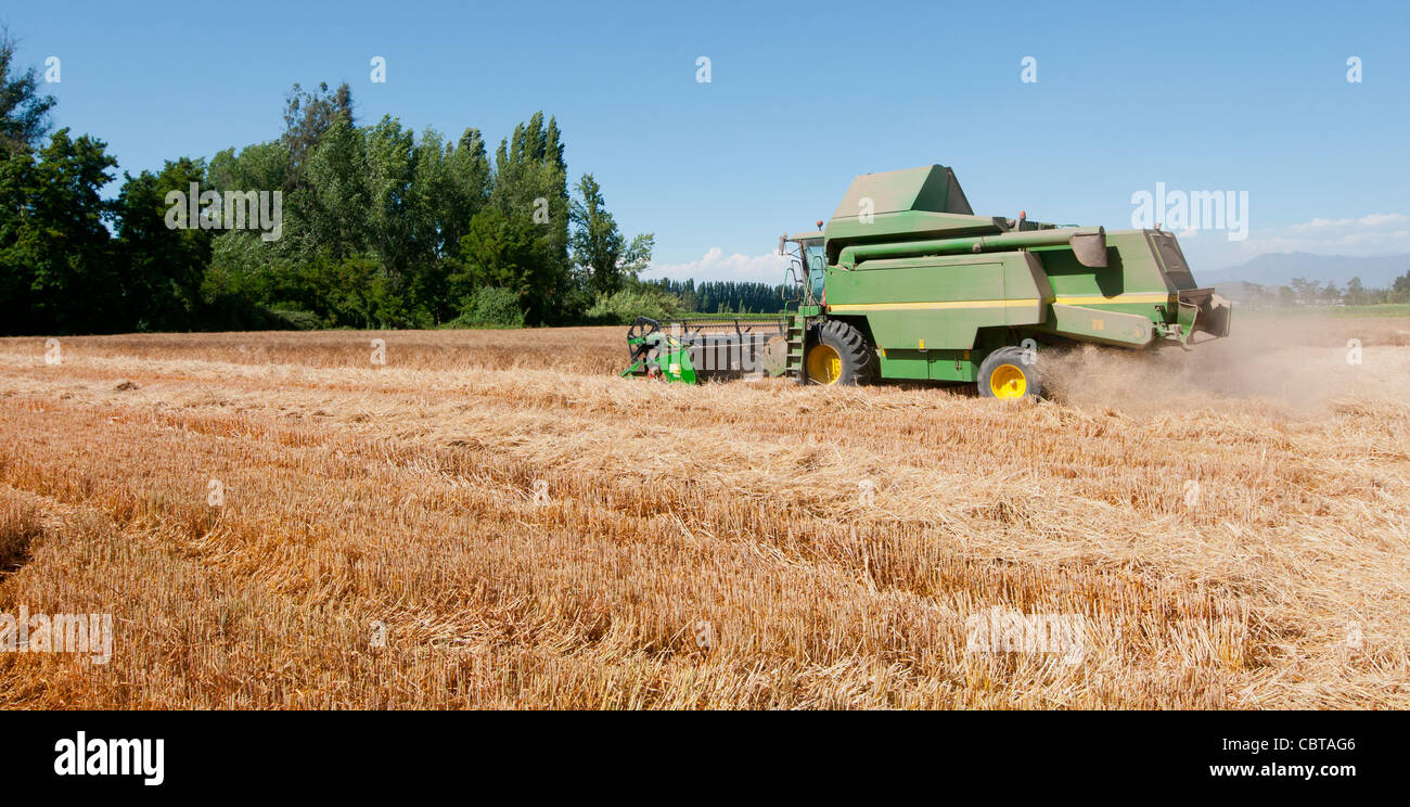 wheat harvesting machine in full work Stock Photo