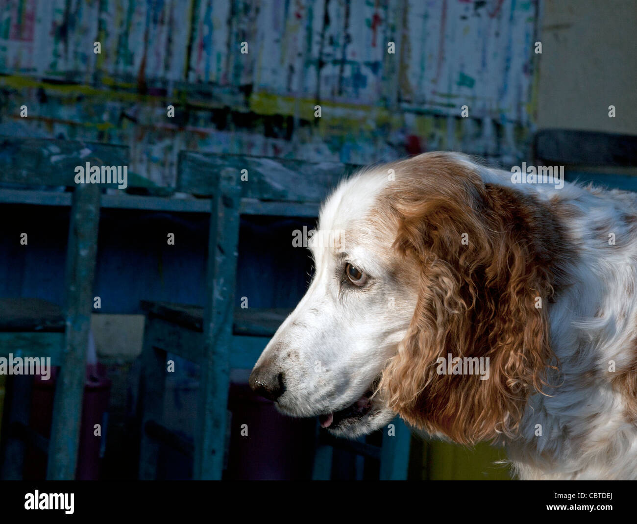 13 year old springer spaniel