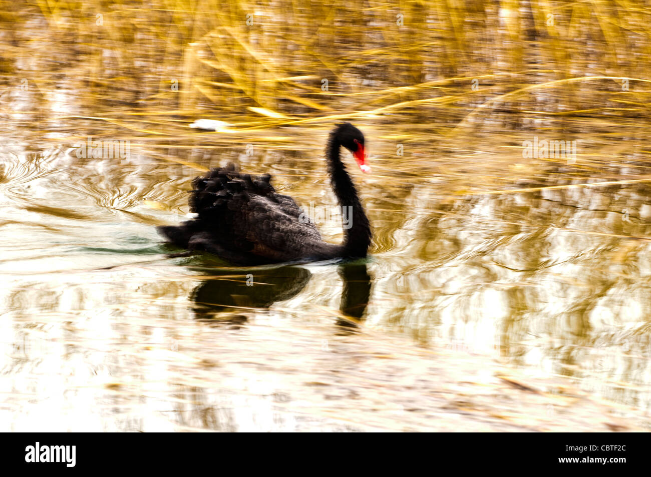 Black Swan Swimming in Water Stock Photo - Alamy