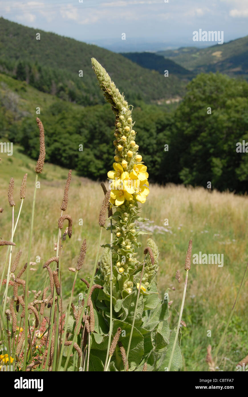 Common mullen or mullein flowering on a meadow in the Ardeche mountains in the Parc naturel regional des monts d'Ardeche Stock Photo