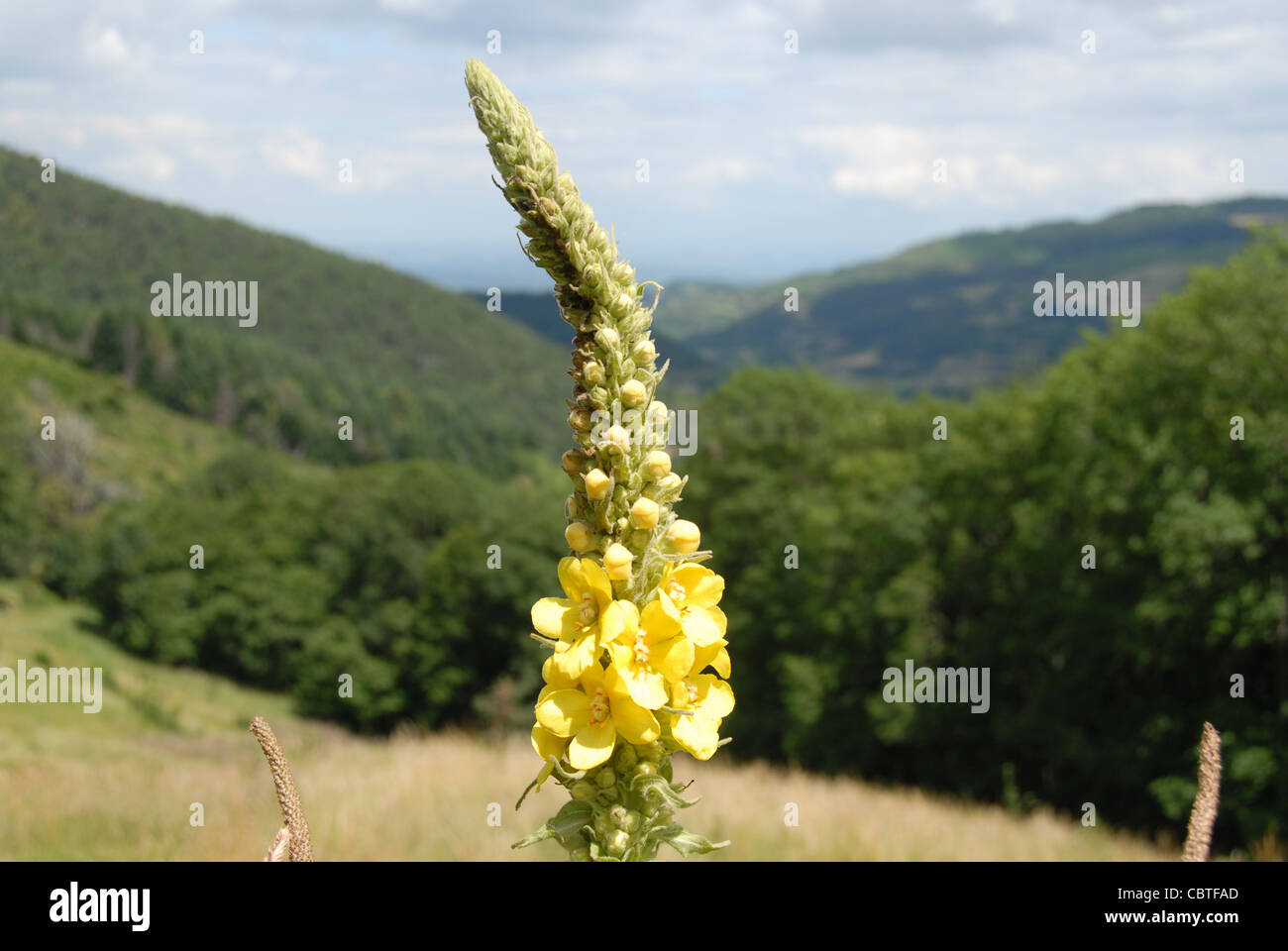 Common mullen or mullein flowering on a meadow in the Ardeche mountains in the Parc naturel regional des monts d'Ardeche Stock Photo