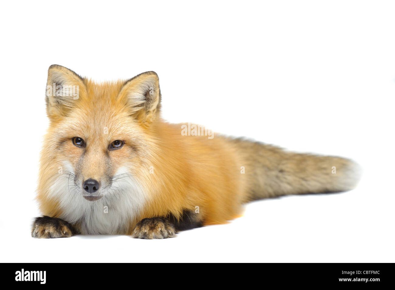 Red fox laying towards to cam isolated on white Stock Photo
