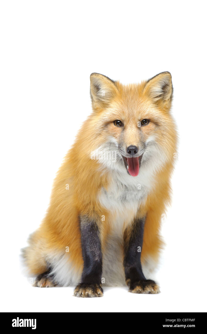 Red fox sitting isolated on white Stock Photo