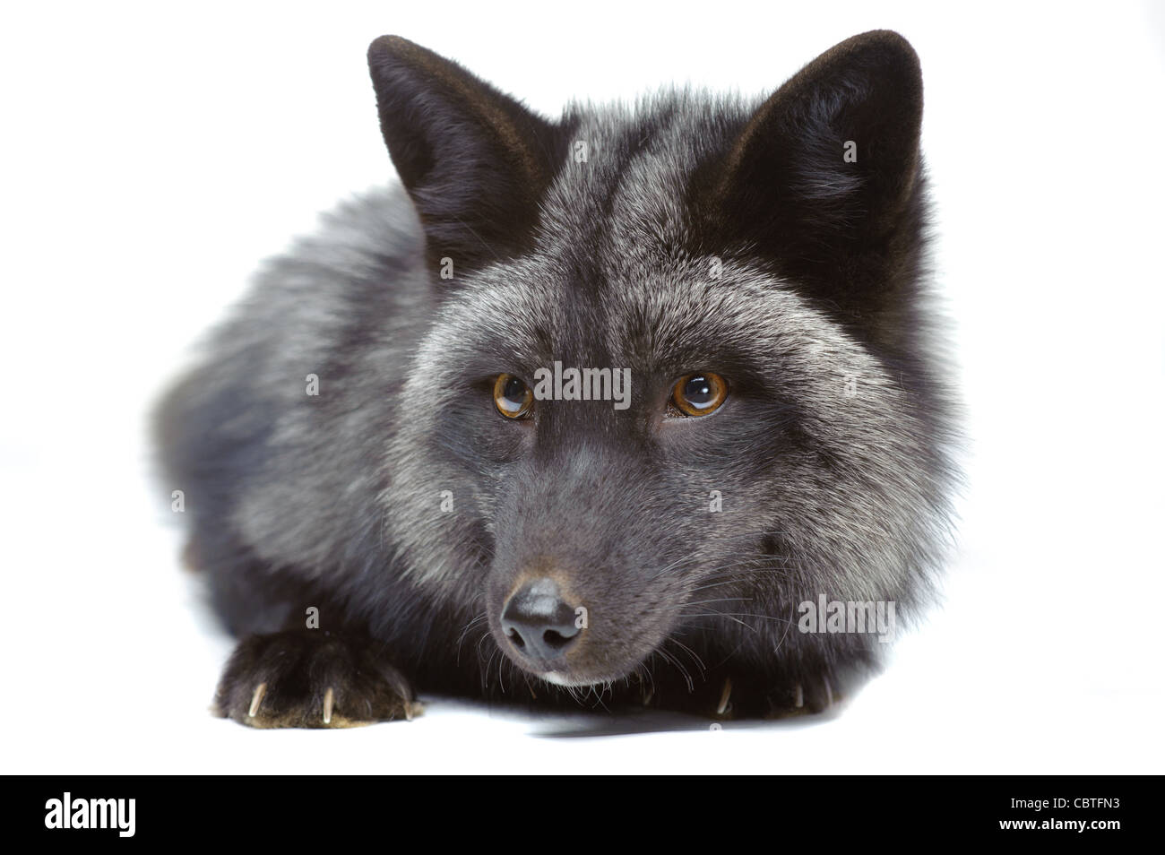Silver fox Cut Out Stock Images & Pictures - Alamy