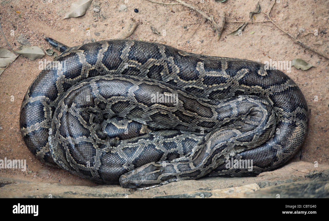 Python skin hi-res stock photography and images - Alamy