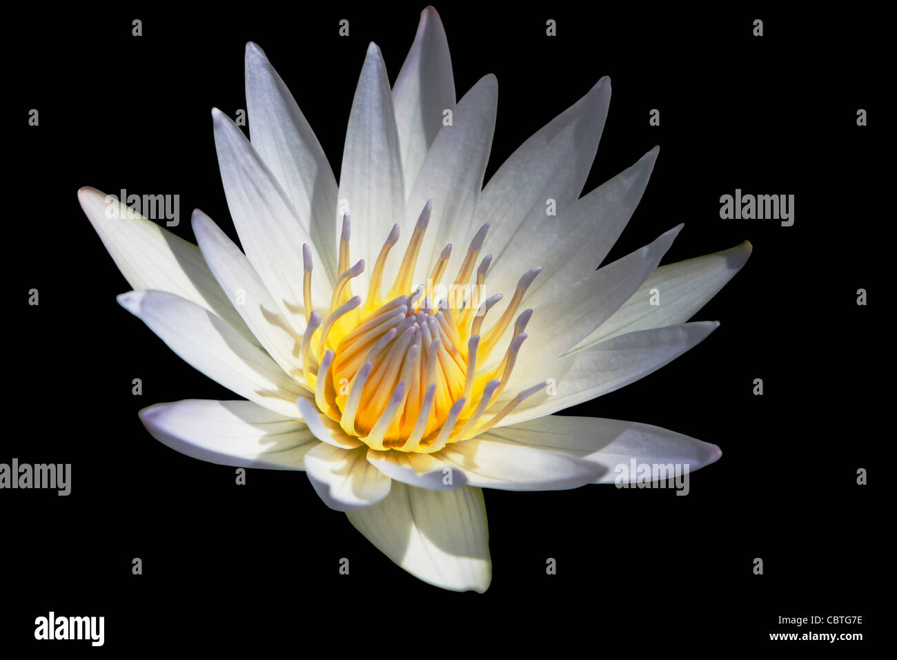 Water lily isolated on black background Stock Photo - Alamy