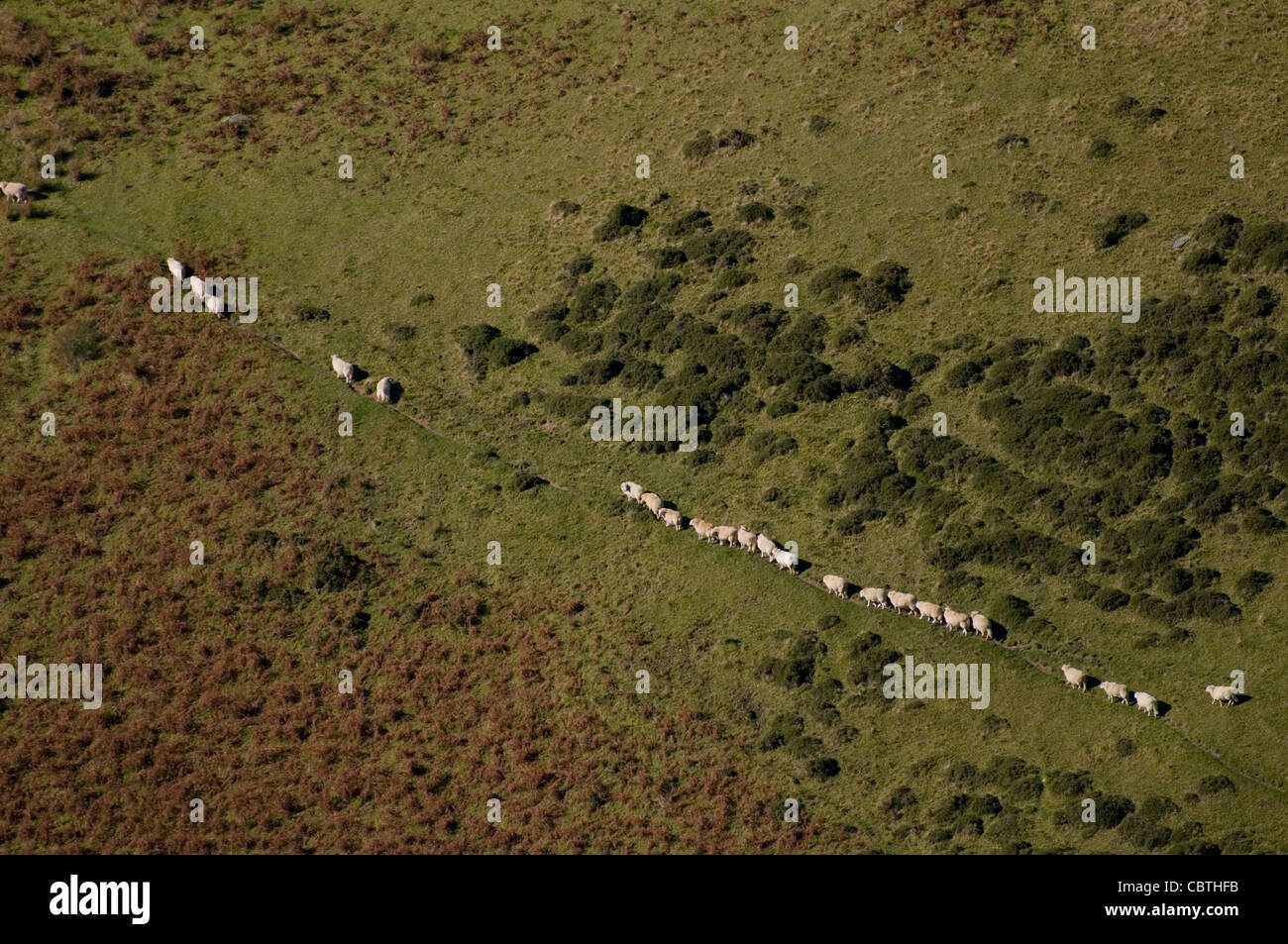 Sheep walking  in line on Welsh hillside Stock Photo