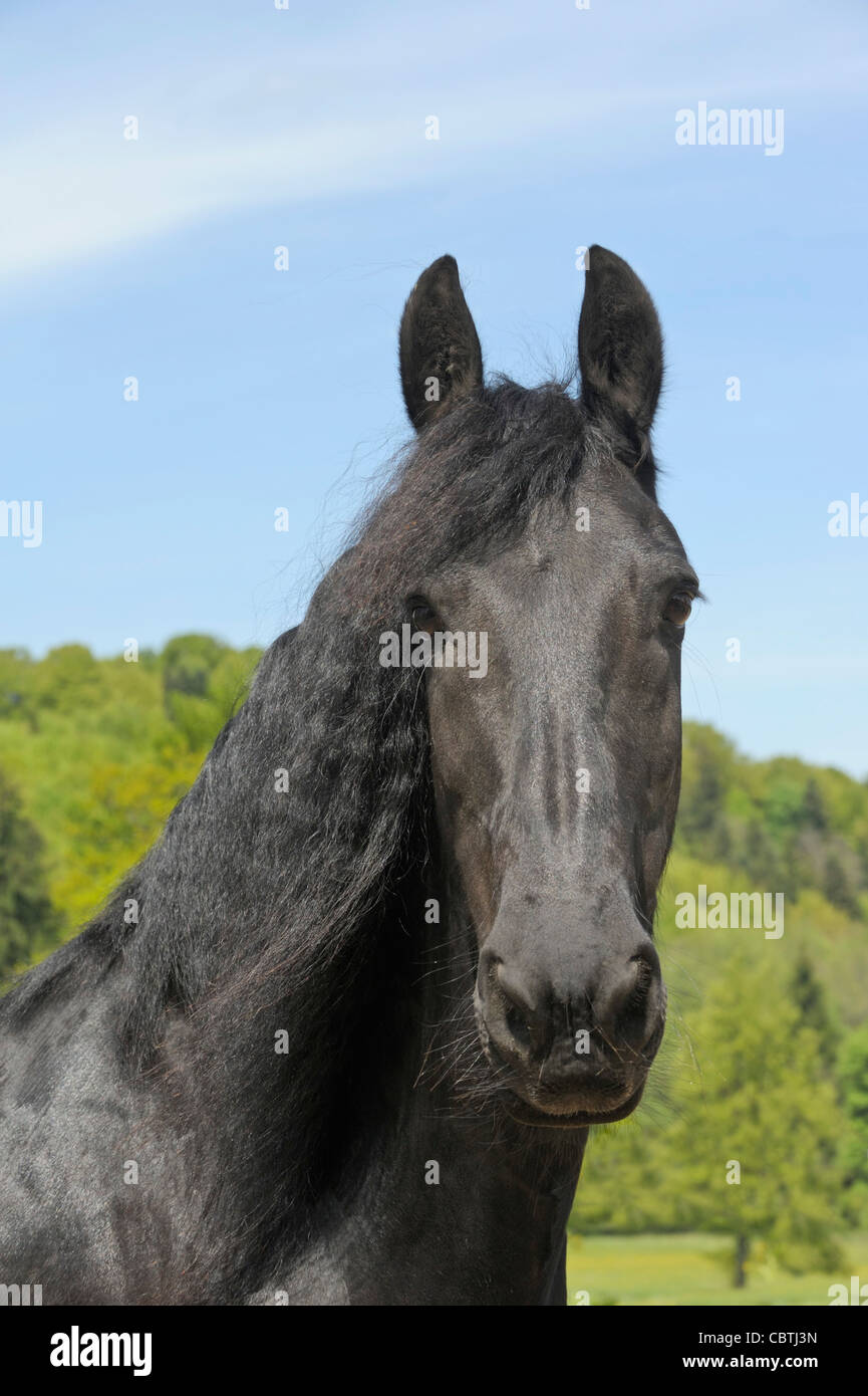 Friesian horse head hi-res stock photography and images - Alamy