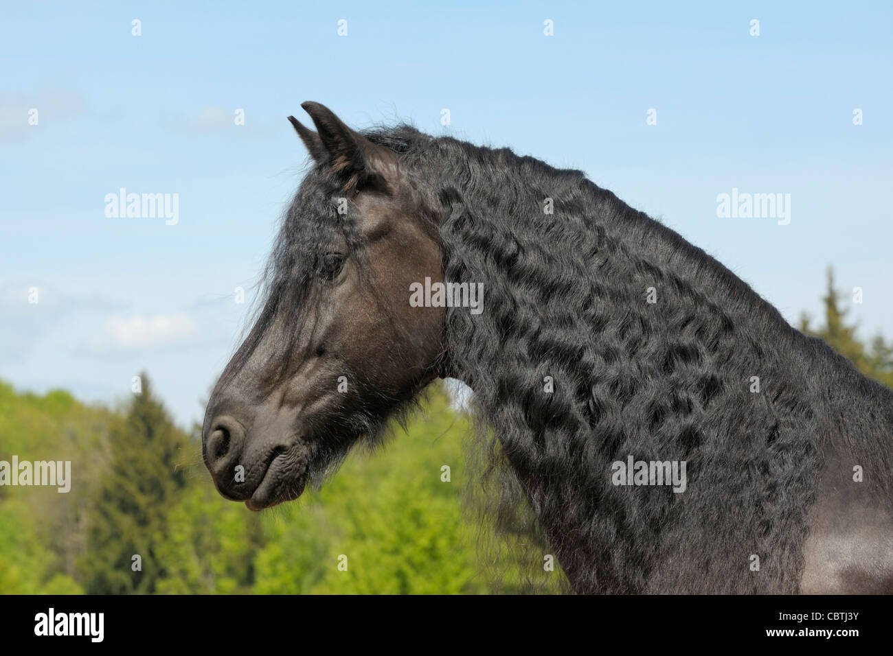 Friesian horse Stock Photo