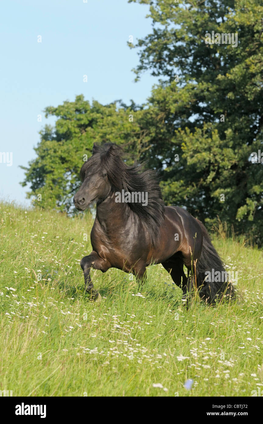 Icelandic horse stallion in the field Stock Photo