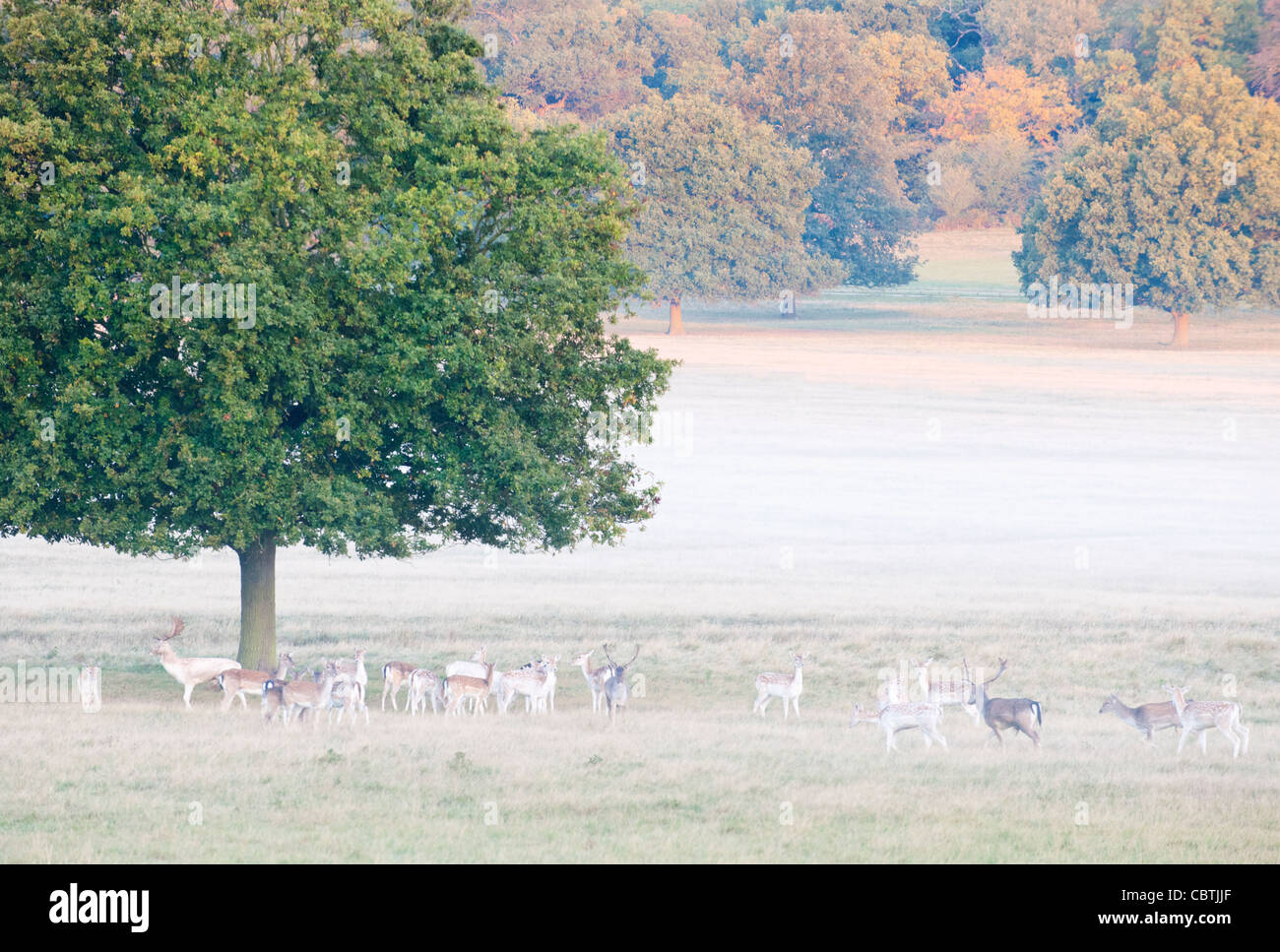 Deer in Richmond Park, Surrey, UK Stock Photo