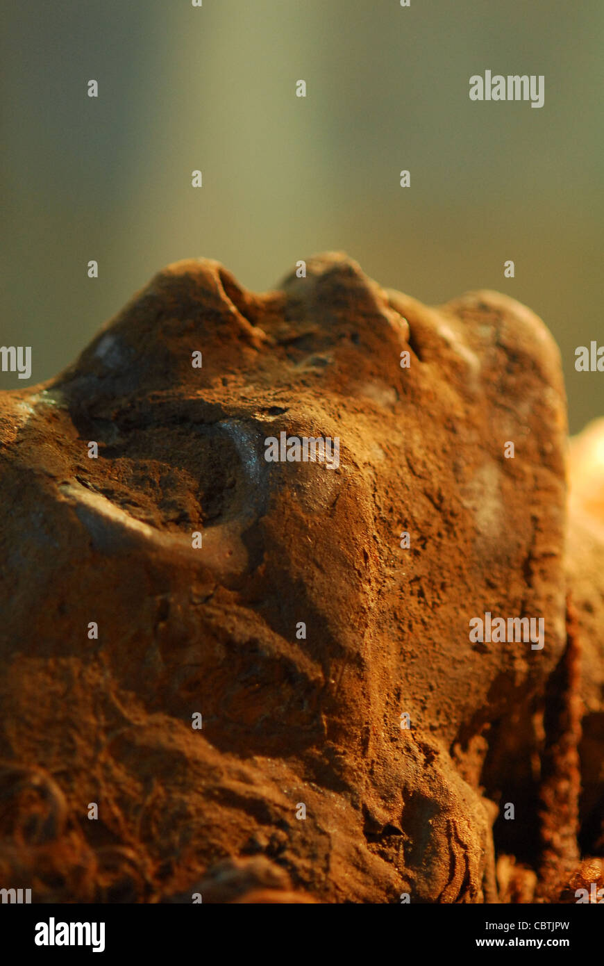 DNA tests on the Royal Mummy of Hatshepsut and her relatives Nefertari