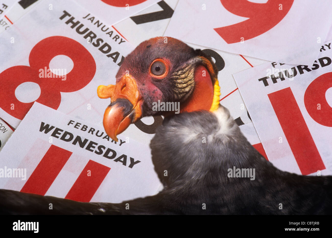 Vulture with dates Stock Photo Alamy