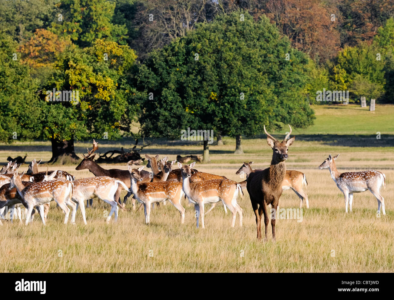 Herd of red and fallow deer during rutting season, Richmond Park, Surrey, UK Stock Photo
