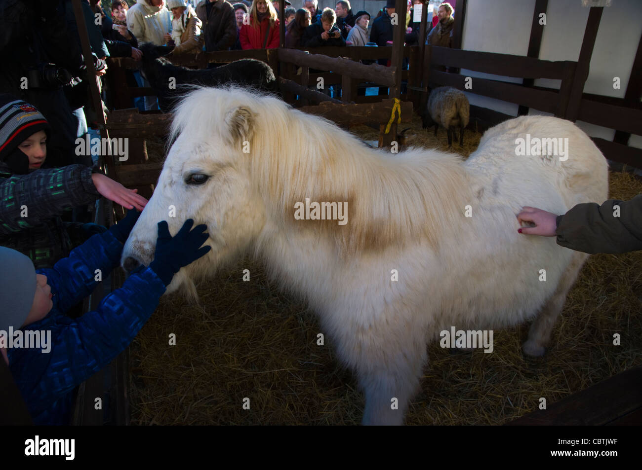 Stall for ponies and sheep during Christmas market at old town square Prague Czech Republic Europe Stock Photo