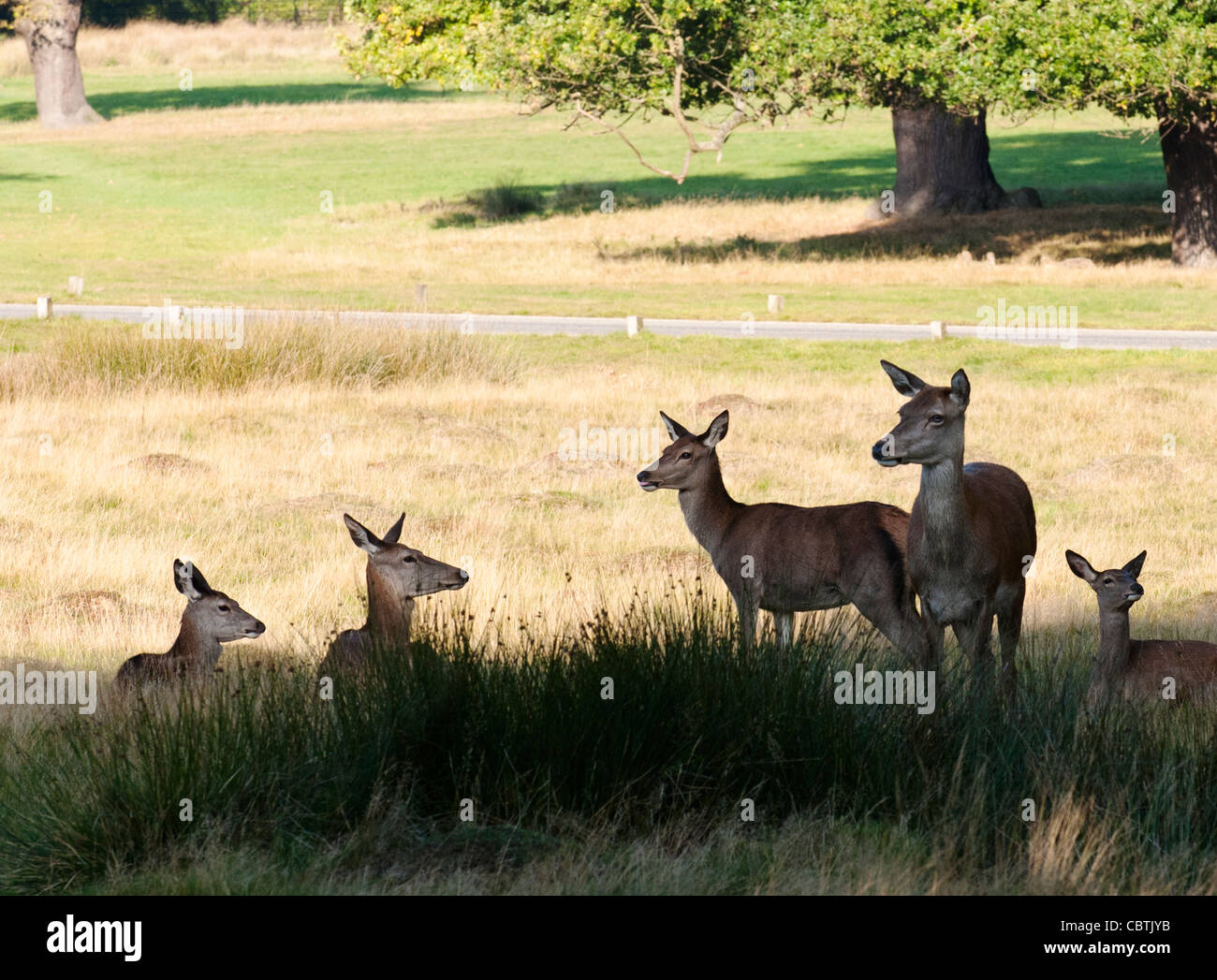 A herd of red deer resting in Richmond Park, Surrey, UK Stock Photo