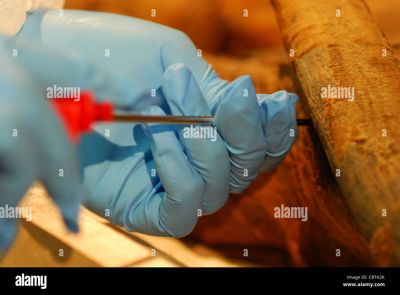 DNA tests on the Royal Mummy of Hatshepsut and her relatives Nefertari