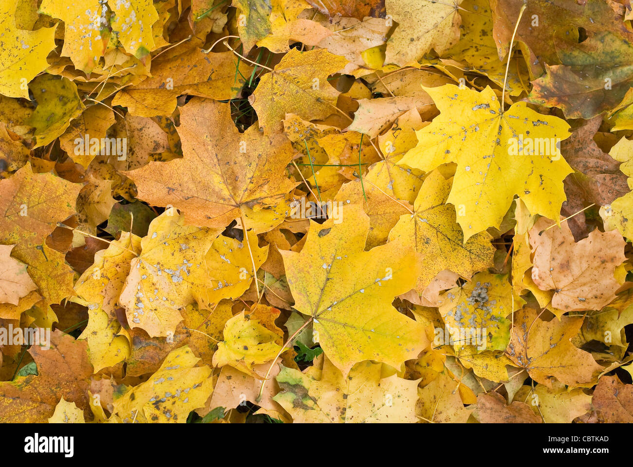 Yellow autumn forest hi-res stock photography and images - Alamy