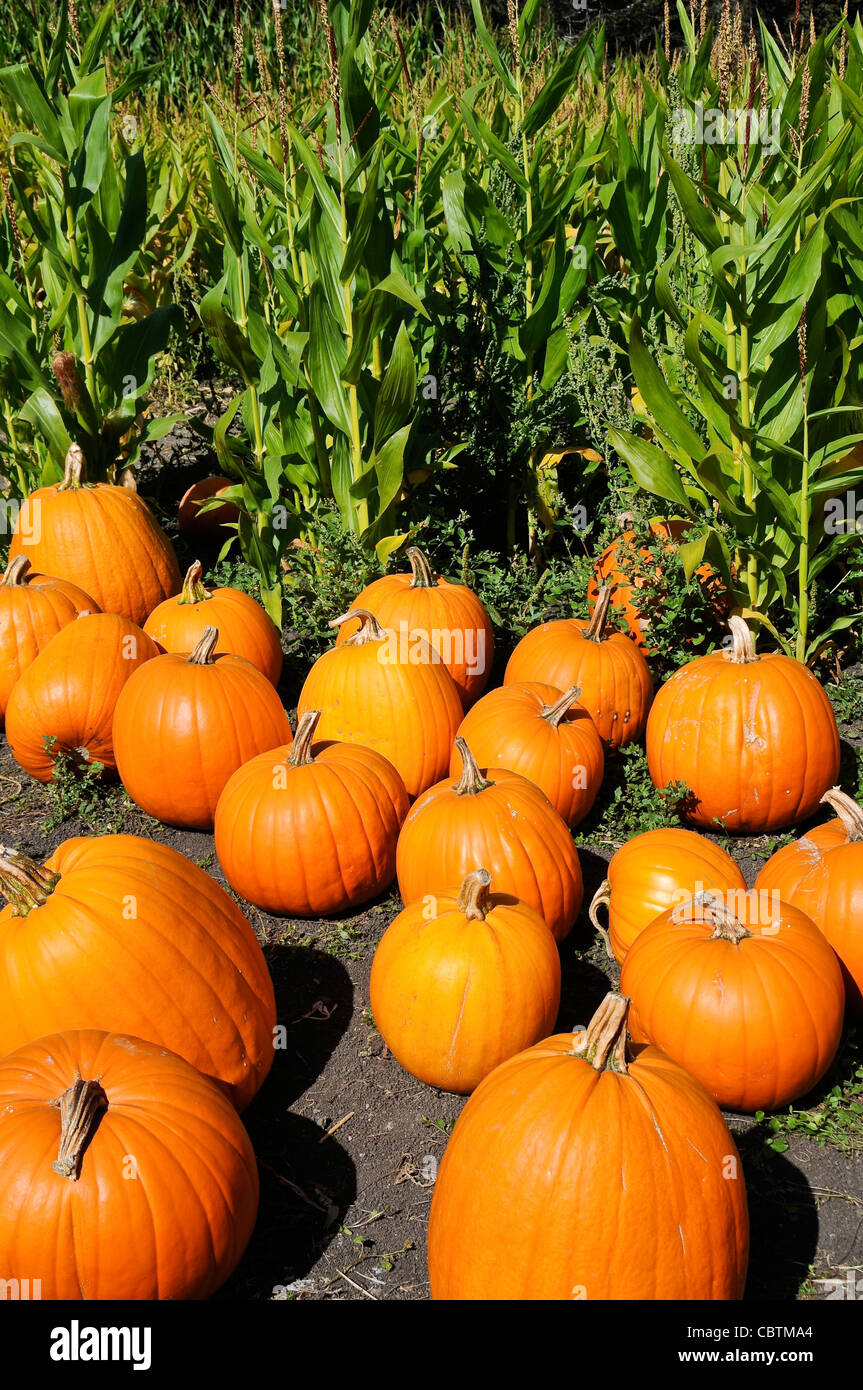 Field of Pumpkins Stock Photo - Alamy