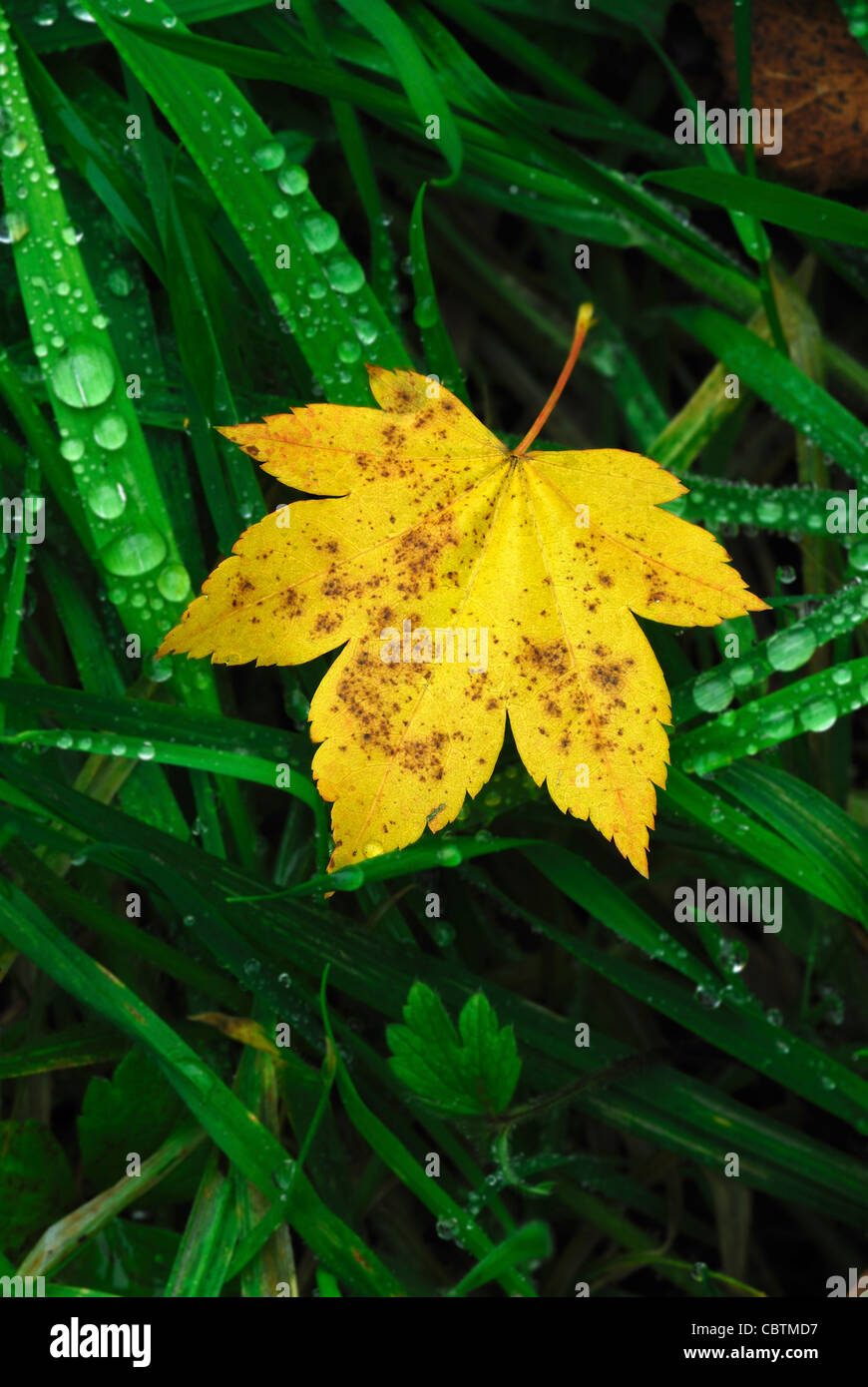 Golden coloured hi-res stock photography and images - Alamy