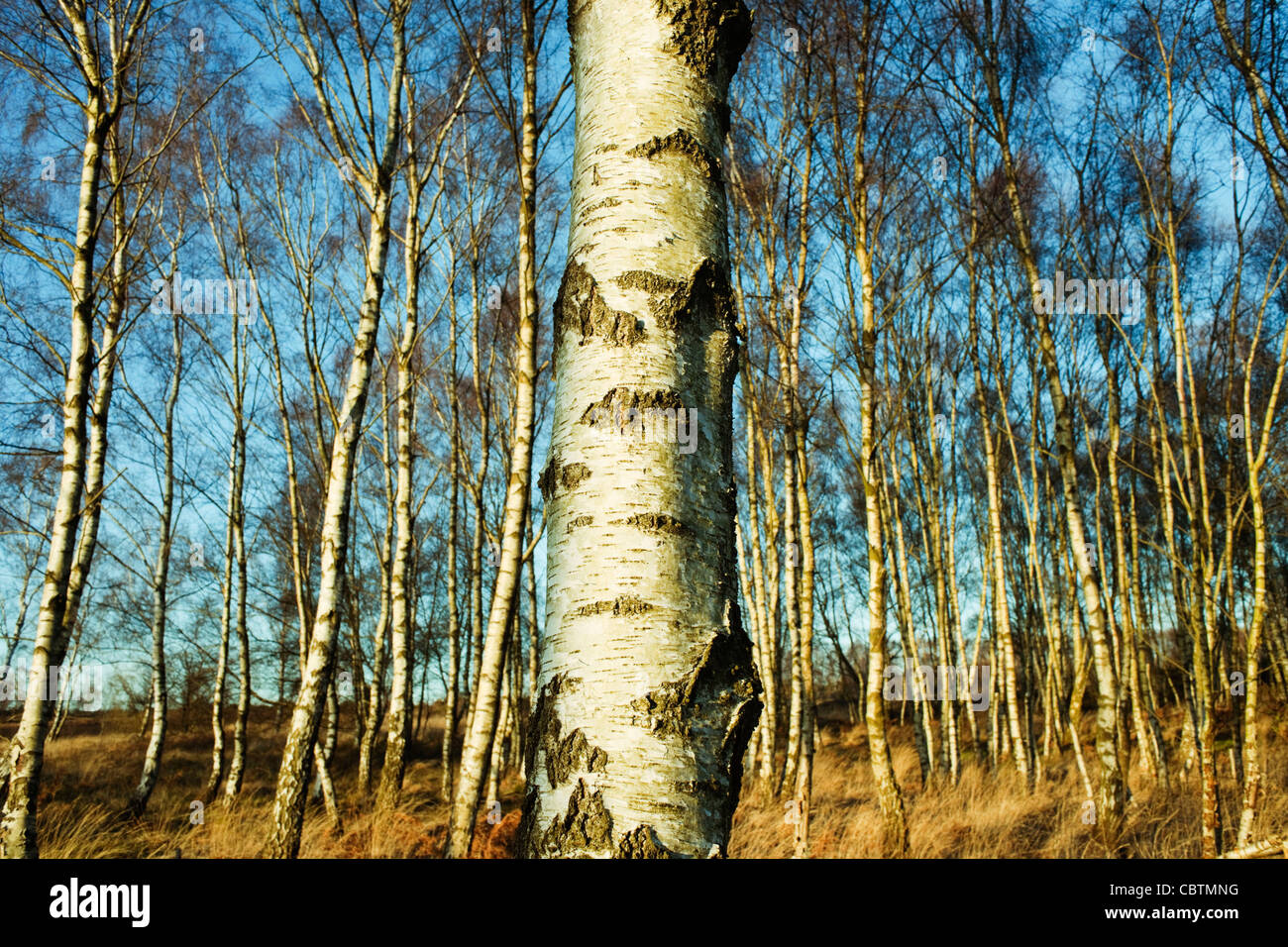 Silver birch trees in woodland on Iping Common, West Sussex, England on a fine sunny day with foreground bark detail Stock Photo