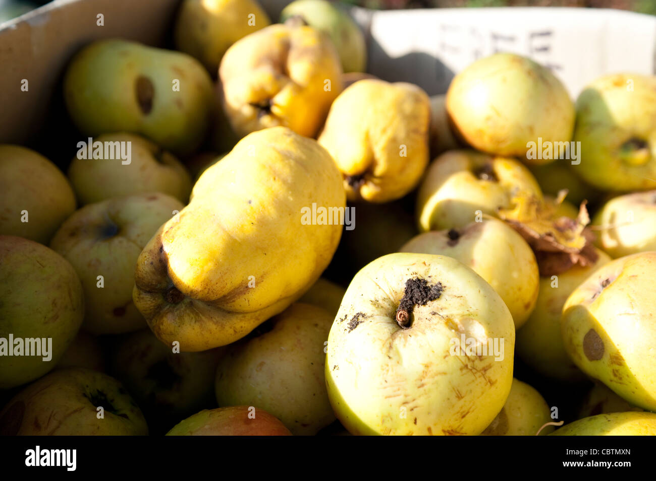 Pears quinces hires stock photography and images Alamy