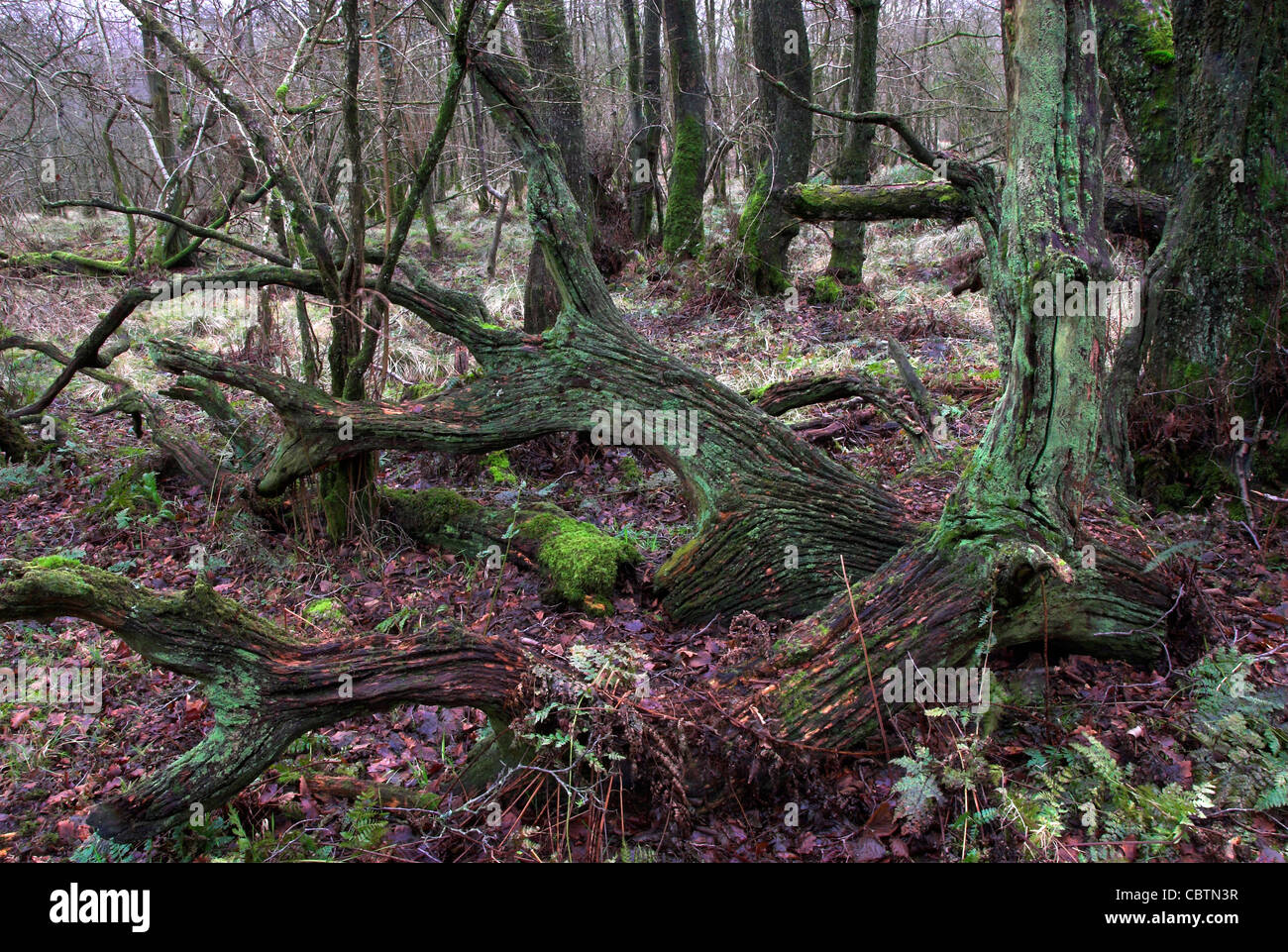 Woodland at Powerstock Common Dorset wildlife Trust nature reserve Stock Photo Alamy