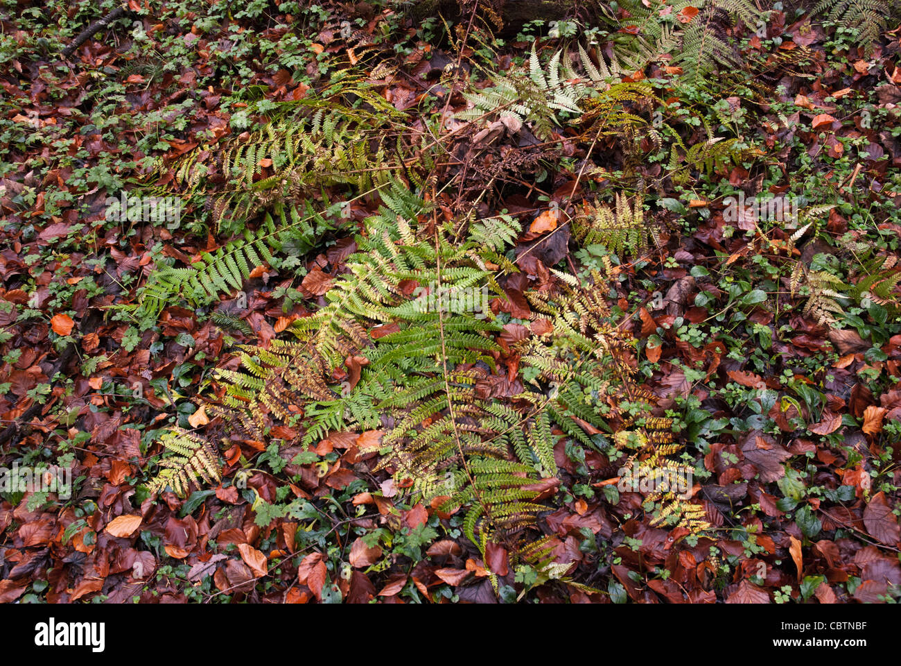Woodland floor with ferns hi-res stock photography and images - Alamy