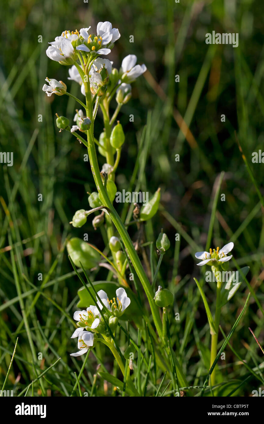 English scurvy-grass / Long-leaved scurvy grass (Cochlearia officinalis subsp. anglica / Cochlearia anglica), Wadden Sea Germany Stock Photo