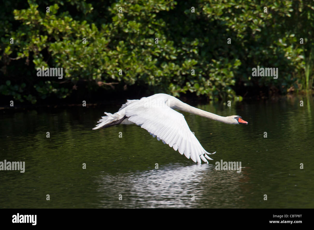 Mute swan (Cygnus olor) flying over lake, Germany Stock Photo