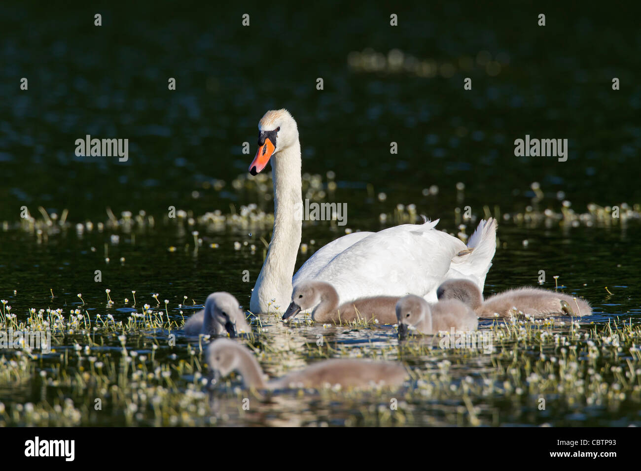 Mute swan (Cygnus olor) swimming on lake with cygnets, Germany Stock Photo